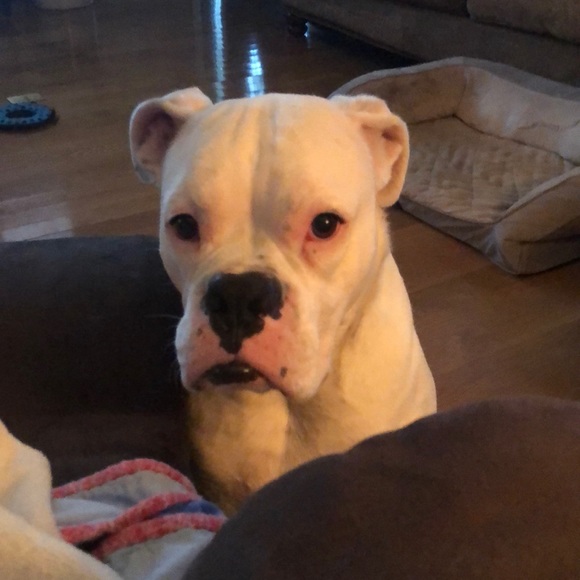 Meet your Posher, Amy - Picture 1 of 1